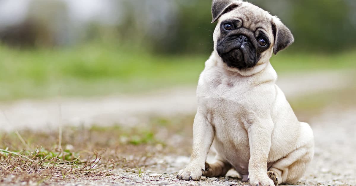 Warum sollte ich Hunde online kaufen?