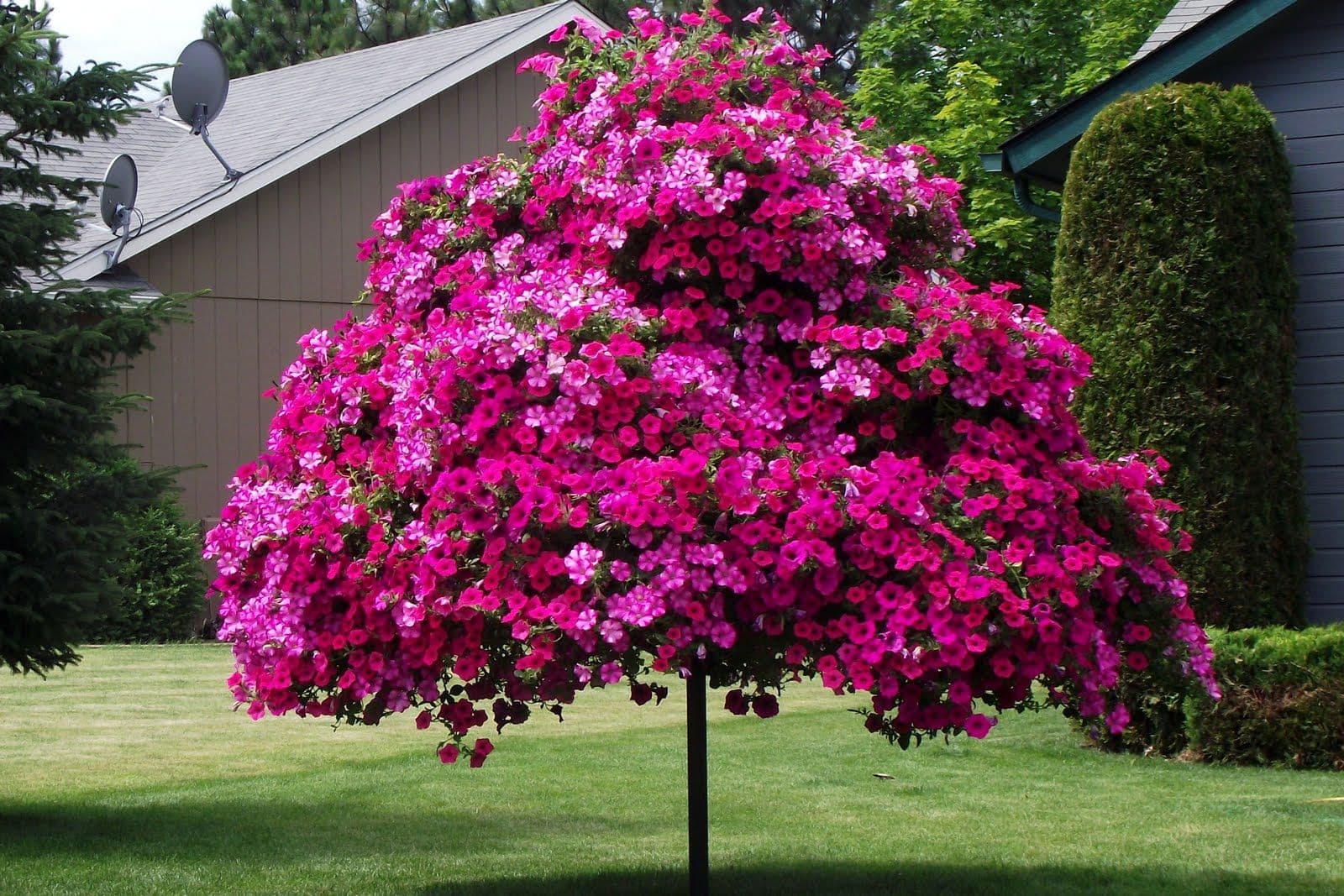 Blühende Bäume für den Garten: Die schönsten Arten für eine farbenfrohe Blütenpracht