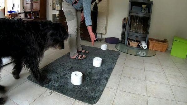 Spaziergänge, die es wert sind, mit dem Schwanz zu wedeln: Hundespiele in Bewegung