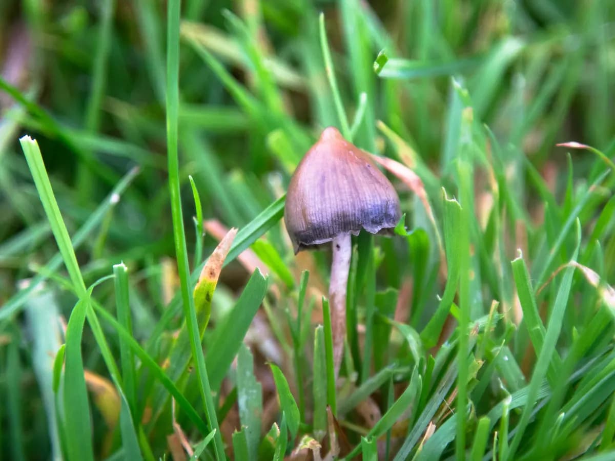 Verwendung von Psilocybin-Pilzen für die psychische Gesundheit und emotionale Heilung