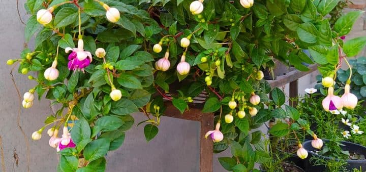 Blühende Köstlichkeiten: Entdecken Sie die feinste Auswahl in unserem Gartenshop