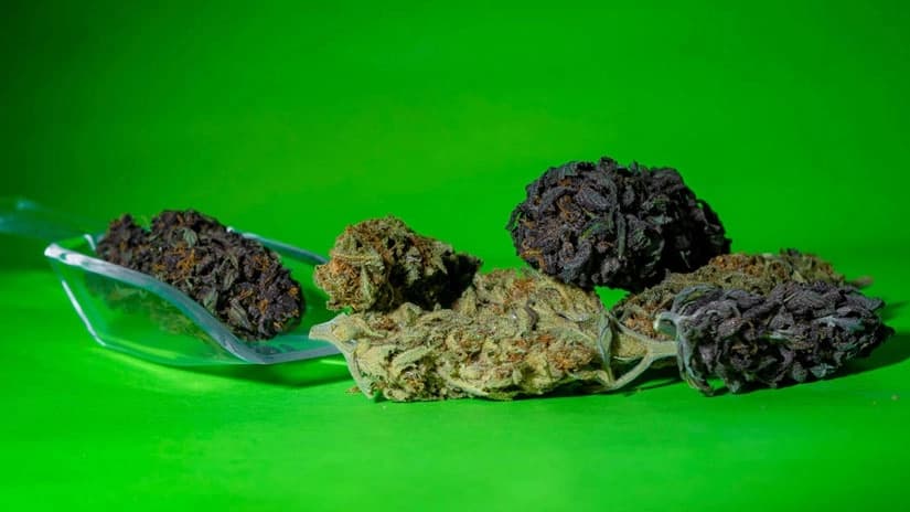 Wie man Rhino Cannabis Samen richtig anbaut