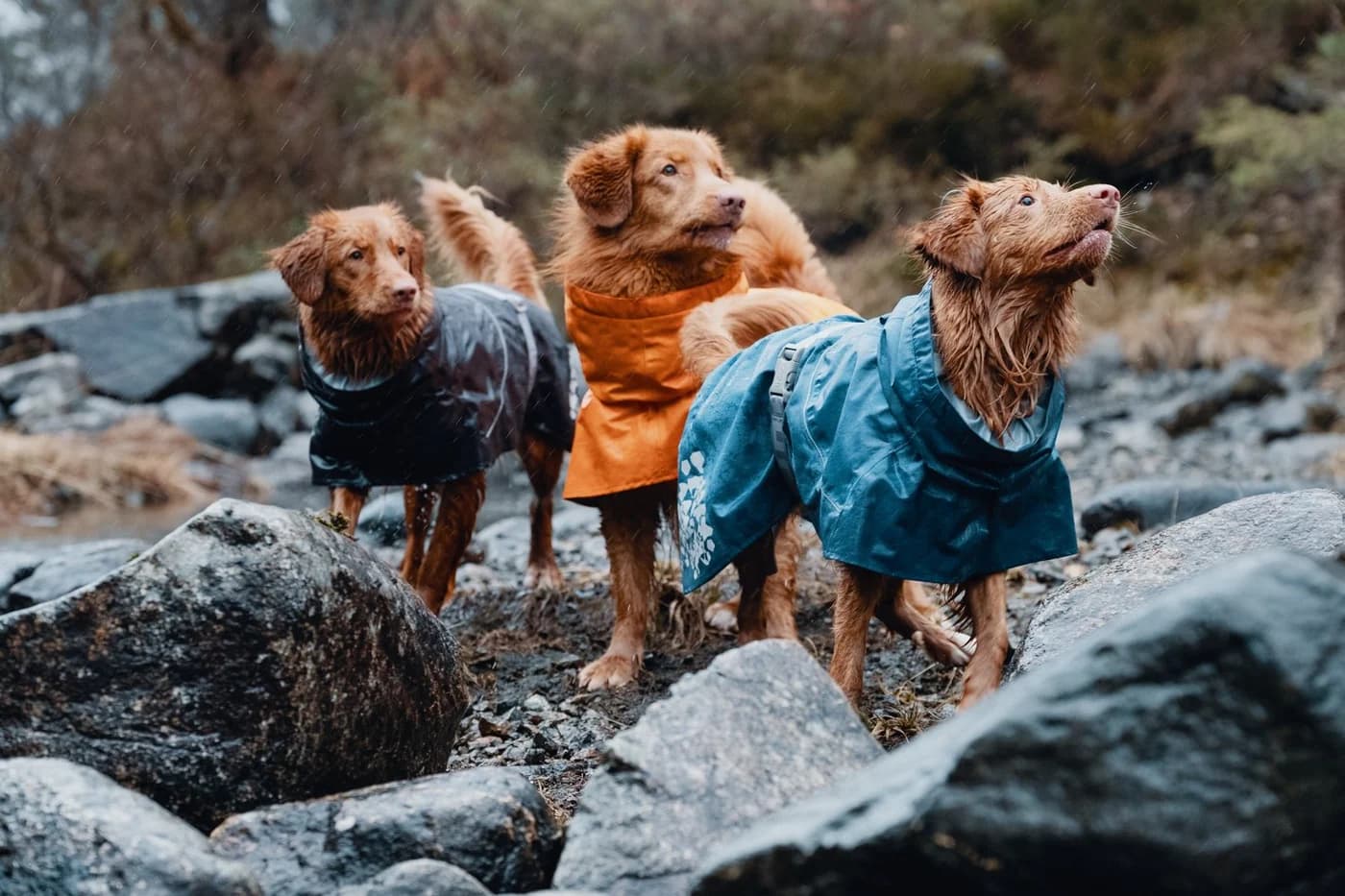 Auswahl der modischsten Hundebekleidung