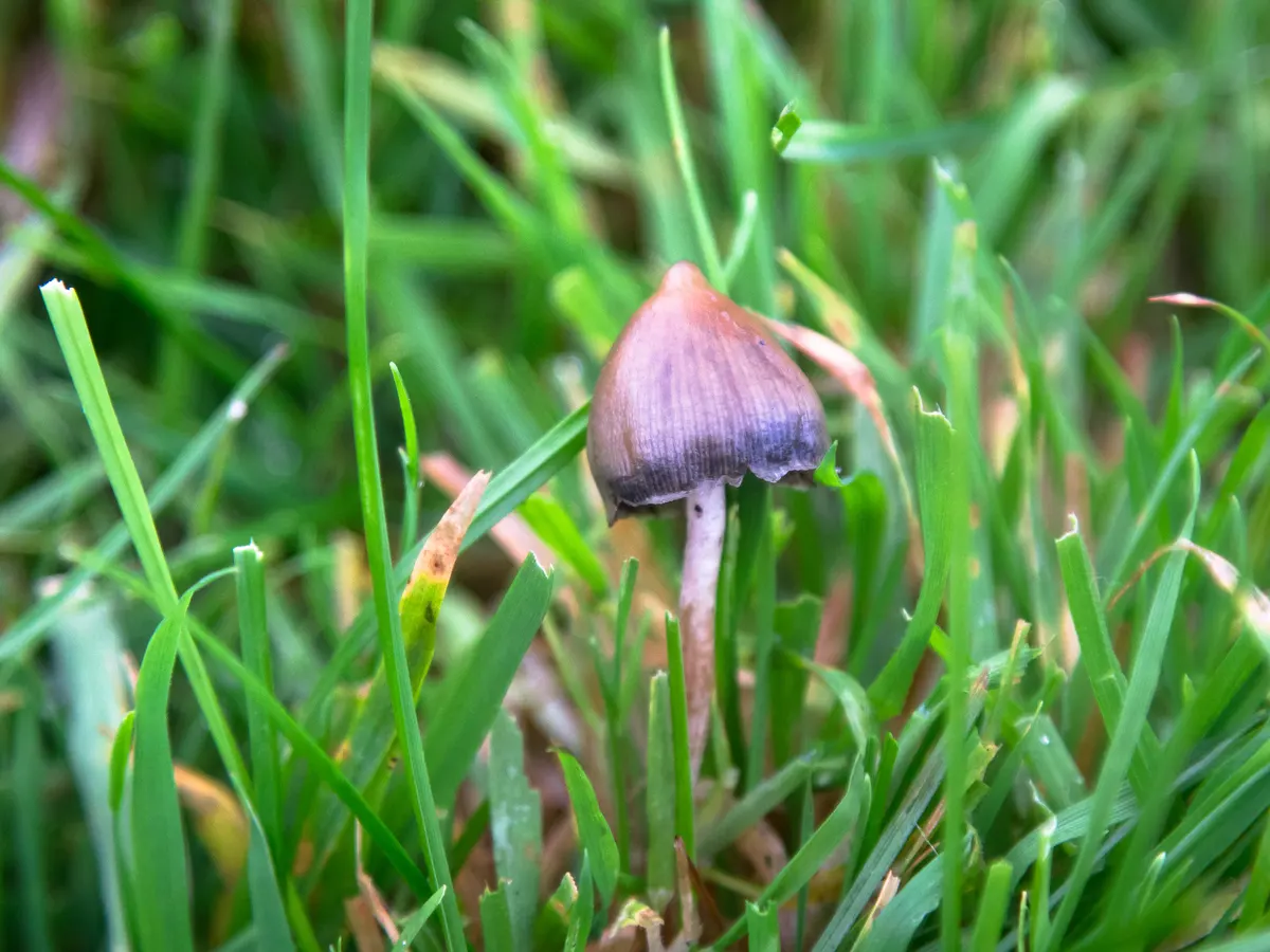 Verwendung von Psilocybin-Pilzen für die psychische Gesundheit und emotionale Heilung