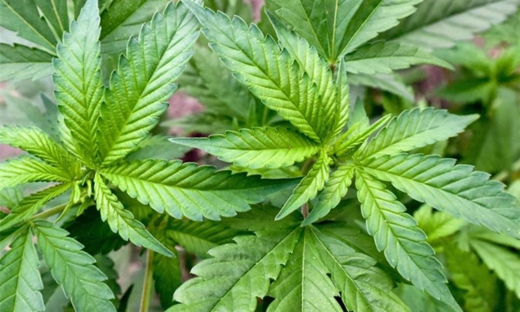 Gesundheitliche Vorteile des Konsums von Cannabis Samen