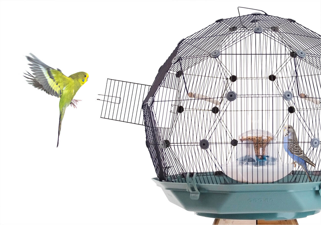 Flock Together: Die Vielfalt der Vögel im Bird Shop feiern!