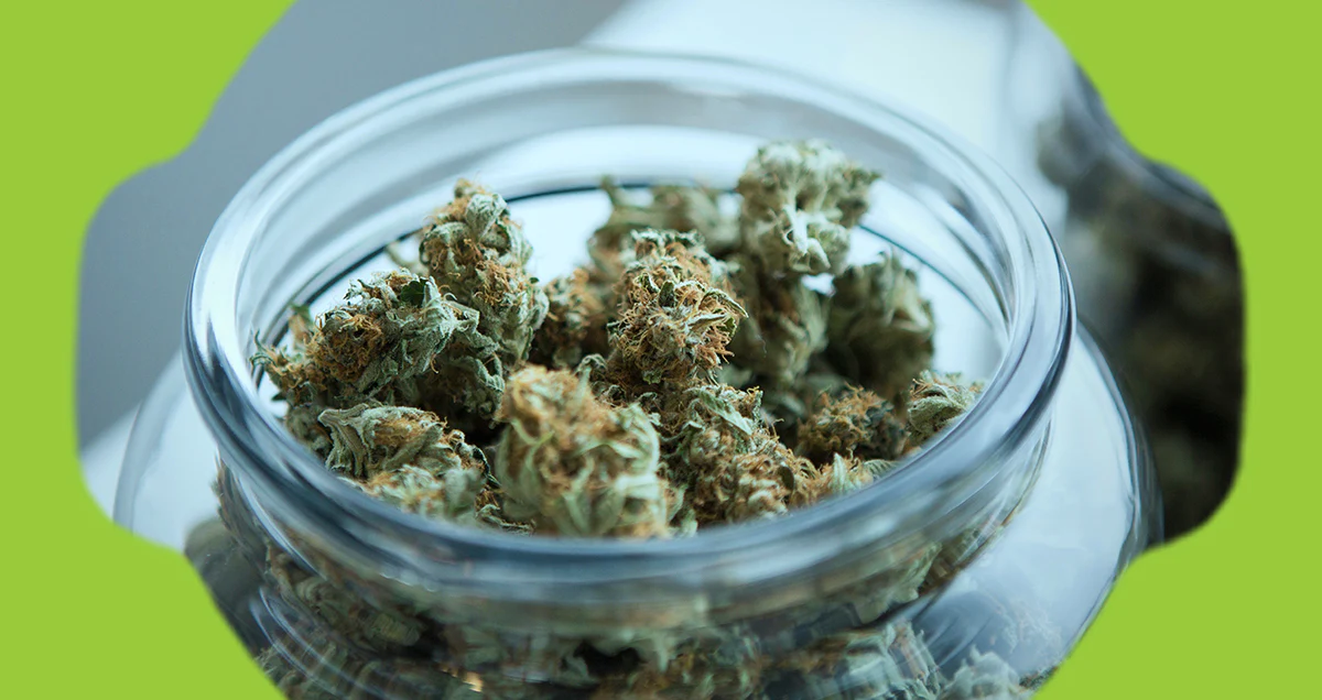 Sinsemilla bei Cannapot – Spitzenqualität in Cannabis Sativa und Cannabis Indica