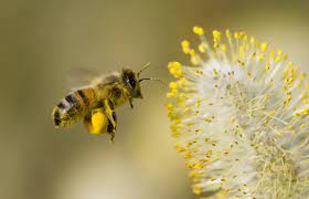 Bestäubungskurven: Die Rolle von Bienenpollen beim Streben nach größeren Brüsten
