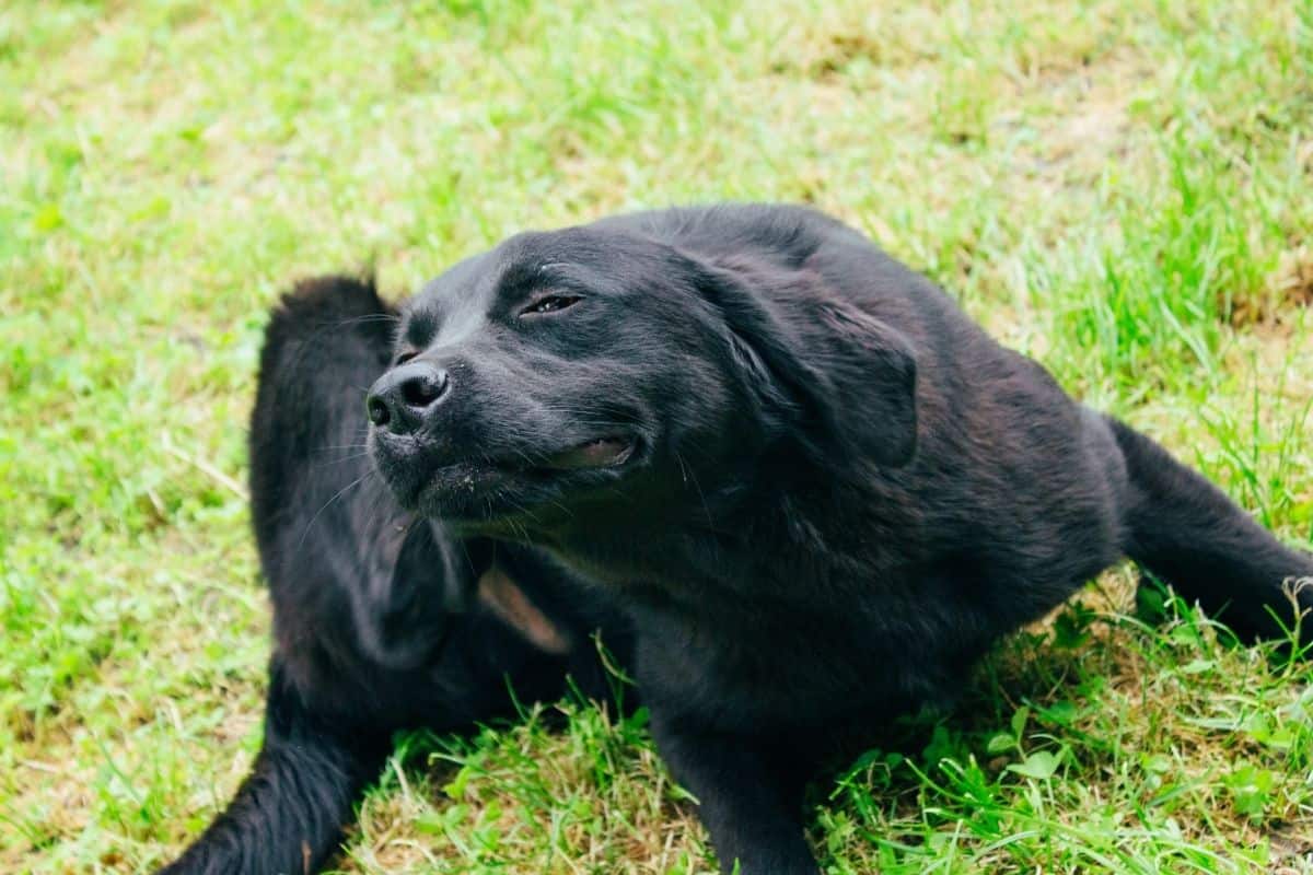 Die versteckte Bedrohung: Haarlausbefall bei Hunden