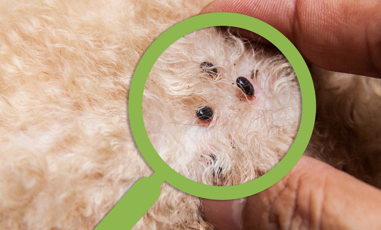 Heilhunde: Erforschung innovativer Therapien für Hunde