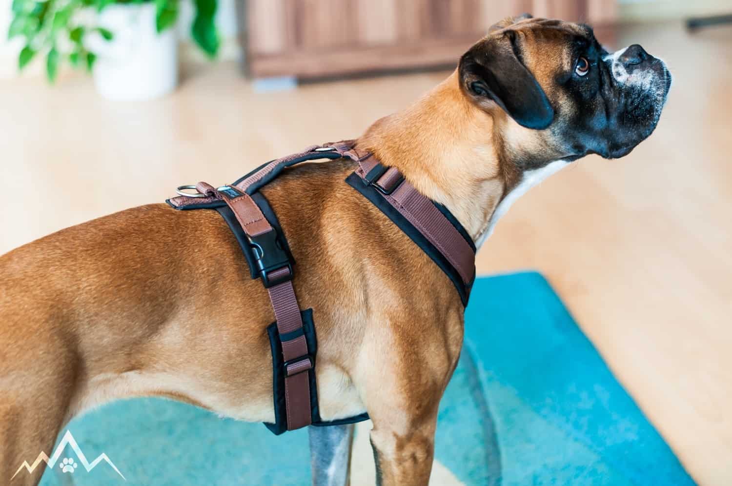 Modisch und funktional: Stilvolle Hundeaccessoires für jeden Anlass