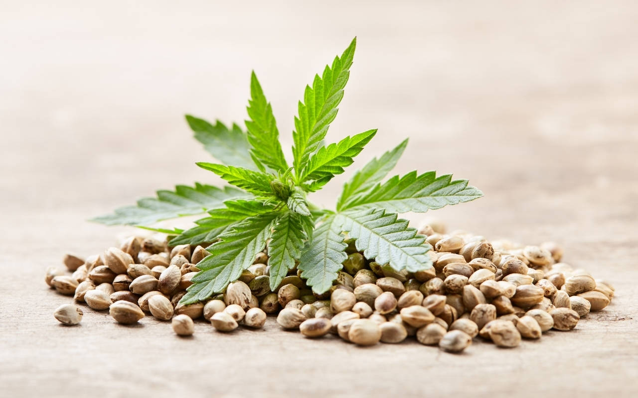 Beginnen Sie Ihre Cannabis-Anbaureise mit Premium-Samen zum Verkauf