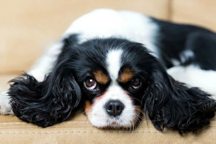 Häufige Anzeichen von Analdrüsenproblemen bei Hunden