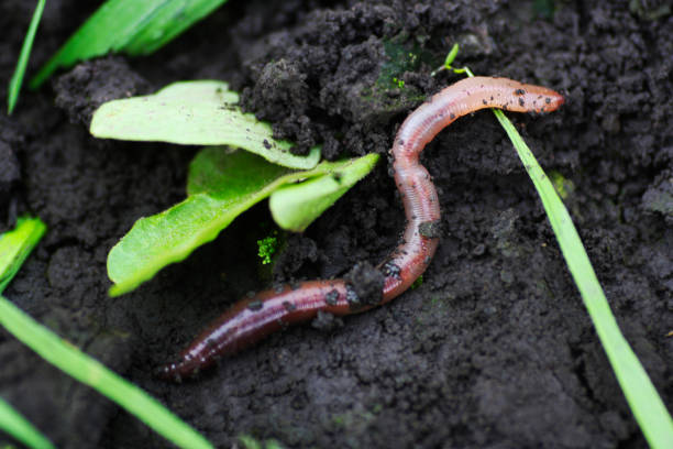Regenwürmer kaufen leicht gemacht: Expertenrat für erfolgreiche Gartenarbeit