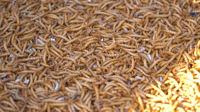 Die verblüffende Anatomie der Mehlwürmer: Ein Blick unter die Haut von Mehlwürmern